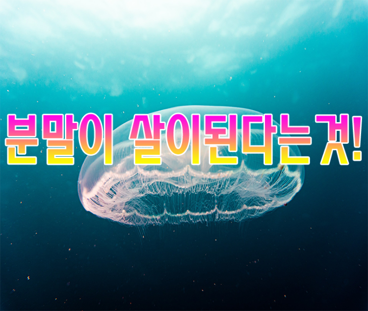  남자확대수술 Safe한 진피 분말 파우더 필러 확대효과 알아봐요 (메가필 제타필 라지필)