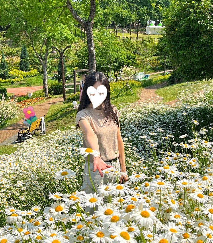  이현공원 데이지 대구 5월 꽃구경 명소 추천