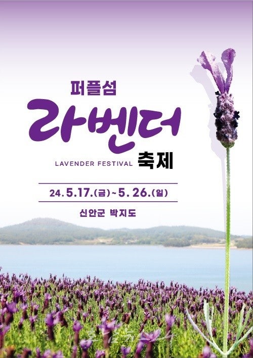  계절의 여왕 5월, 신안 퍼블섬에서 전국 최대규모 2천만 송이 라벤더 꽃 축제 개최