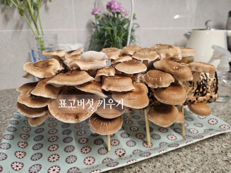  표고버섯키우기, 이번엔 성공이다!