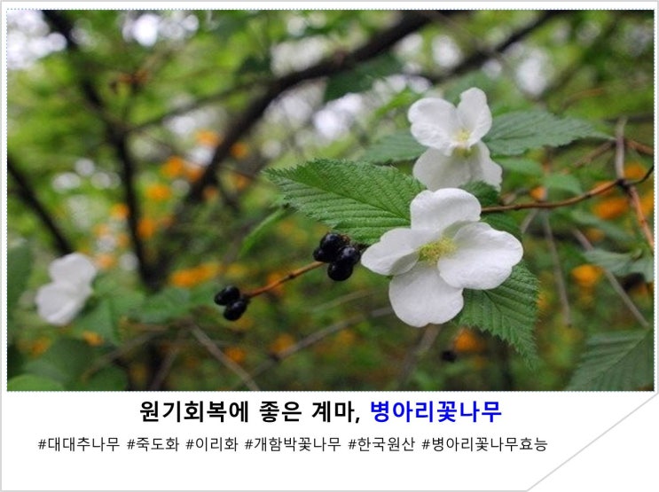  원기회복에 좋은 계마, 병아리꽃나무
