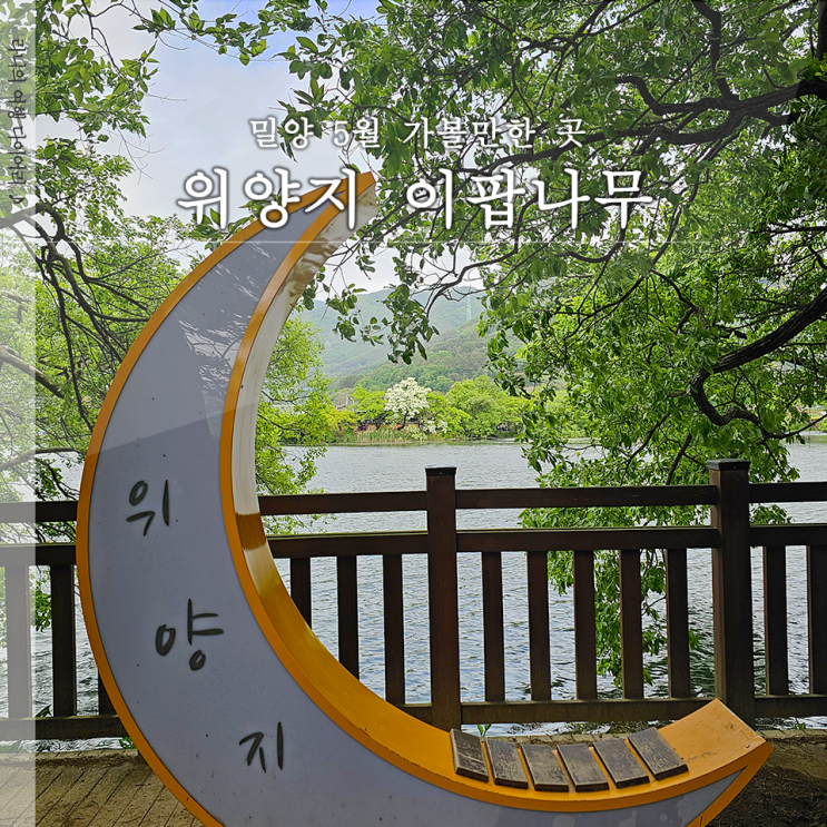  밀양 위양지 위양못 이팝나무 5월 가볼만한 곳