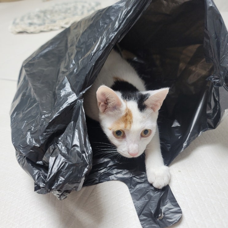  고양이 비닐 좋아하는 습성 고양이가 좋아하는 소리