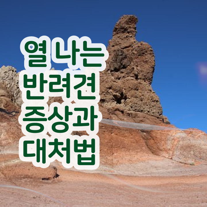  고양이 반려동물 등록 , 반려동물관리사 자격증 상세한 시험준비 및 취업 전망