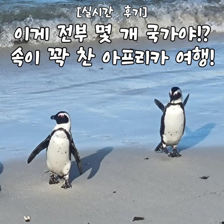  속이 꽉 찬 아프리카 여행 일정! 남아공 케이프타운, 초베 국립공원, 빅토리아폭포,케냐, 탄자니아, 잔지바르 여행 중인 40대 고객님 실시간 후기!