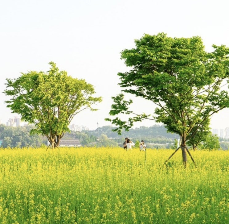  5월 유채꽃을 서울근교에서 볼 수 있다구? 구리유채꽃축제 일정, 프로그램, 주차장정보