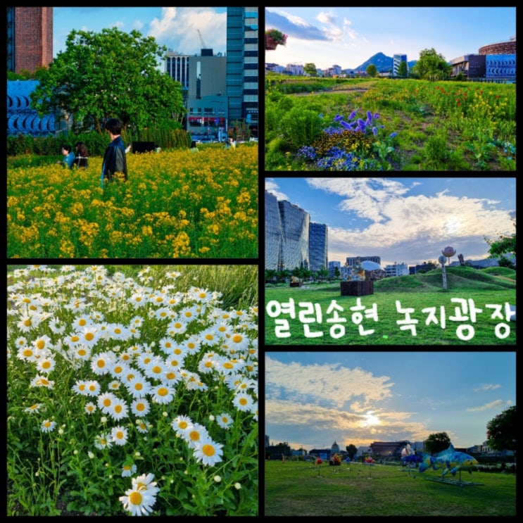 종로 가볼만한곳 / 서울 꽃구경 열린송현 녹지광장 유채꽃, 데이지꽃 실시간 (2024. 05. 09) 종로 가볼만한곳 / 서울 꽃구경 열린송현 녹지광장 유채꽃, 데이지꽃 실시간 (2024. 05. 09)