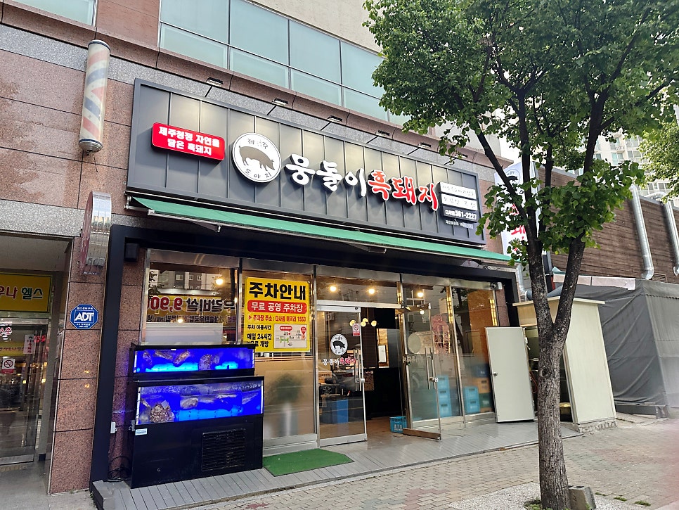 뭉돌이흑돼지 다사점 사진 1
