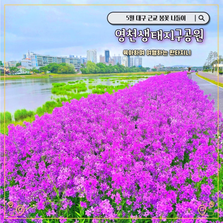  영천생태지구공원 보라유채가 특별한, 대구근교 5월 가볼만한 곳(주차장, 개화상황)
