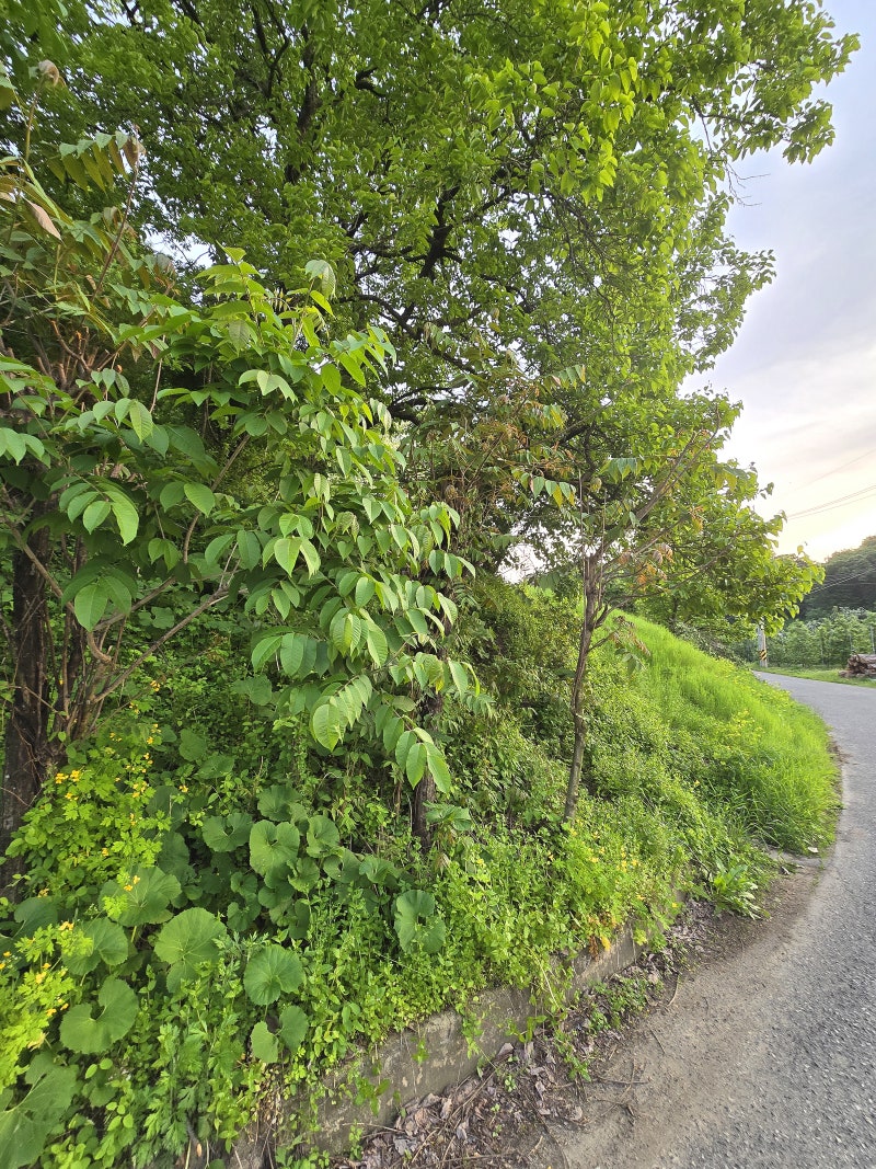 오월 중순, 우리 동네 양정리에 사는 정다운 것들 : 네이버 블로그, image size:800x1067