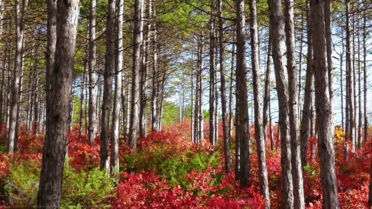  사주팔자 앱 , 중년 직장인도 명리심리상담사 취득 가능해요