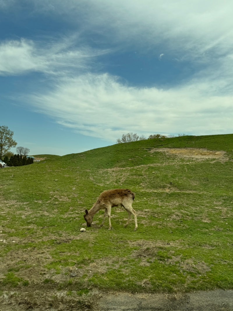 초원 및아프리카 번들 - 플래닛 주, image size:800x1067