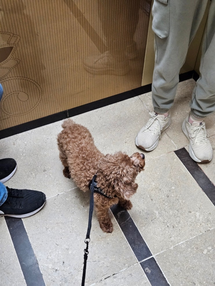  화도근린공원 강아지와 산책하기 좋은 곳. 잘 조성된 산책코스로 주말 힐링하기