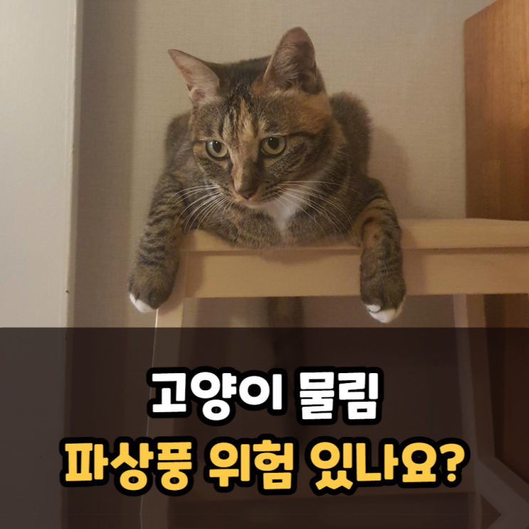  고양이물림파상풍 위험 있나요?