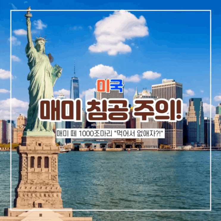 미국 매미떼 침공 먹어서 없애자고?! 매미 원인, 유해성, 현지반응, 요리법