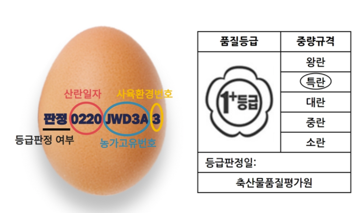  왕란, 특란, 대란 어떤 차이가 있을까?