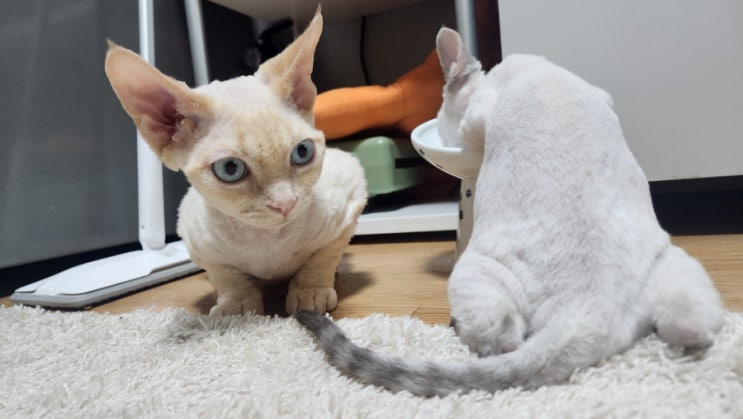  메리블루의 일상