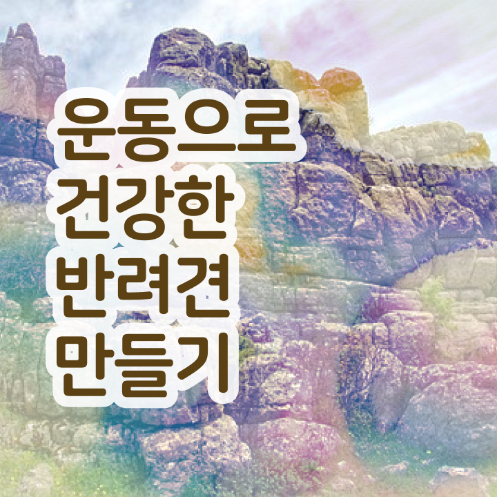  동물보건사 자격증 조건 , 한달 만에 반려견운동지도사자격증 취득 정보