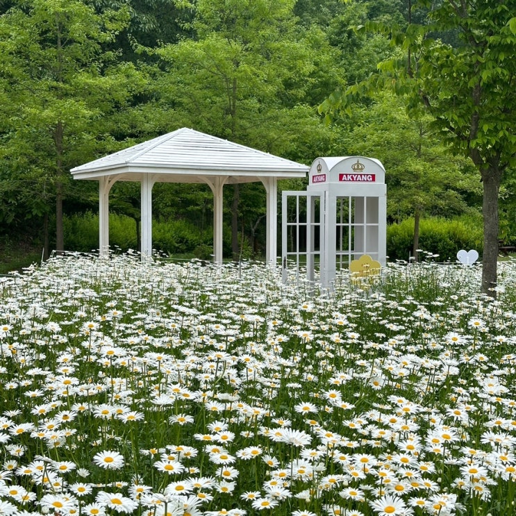  경남 5월 꽃구경 함안 데이지 악양생태공원 데이지 위치 개화상황