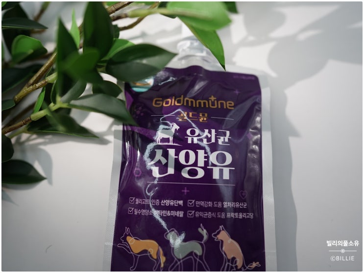  [반려동물간식후기] 골드뮨 유산균 산양유, 우리집 냥이 소화문제 해결