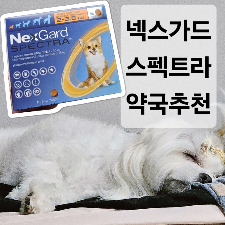  인천 약국 넥스가드 스펙트라 저렴한 곳 xs,s,m 강아지 심장사상충약 내돈내산 후기