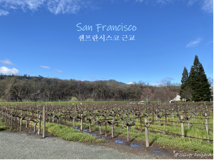  미국여행 샌프란시스코 (San Francisco) 근교: 나파밸리 (Napa Valley) 와이너리