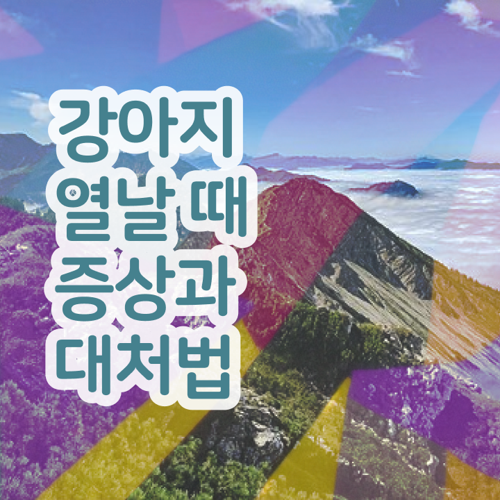  반려동물 등록 벌금 , 반려동물관리사 자격증 1급,2급 동시에 취득한 노하우 정리
