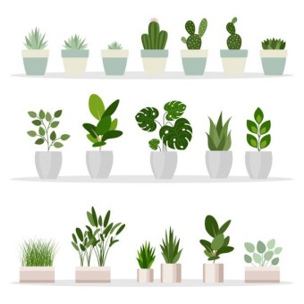 화초와 정(Houseplant and affection)