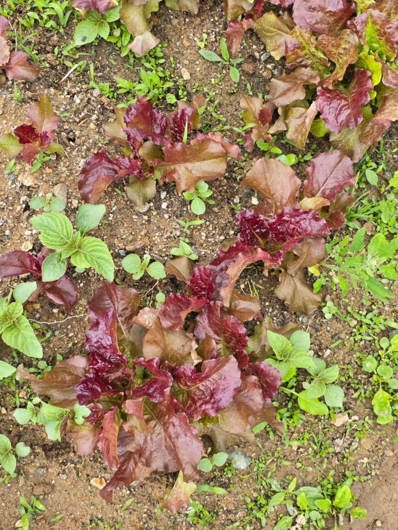 텃밭가꾸기 발효 계분 뿌리기 퇴비 비료 거름 주기 : 네이버 블로그, image size:800x1067