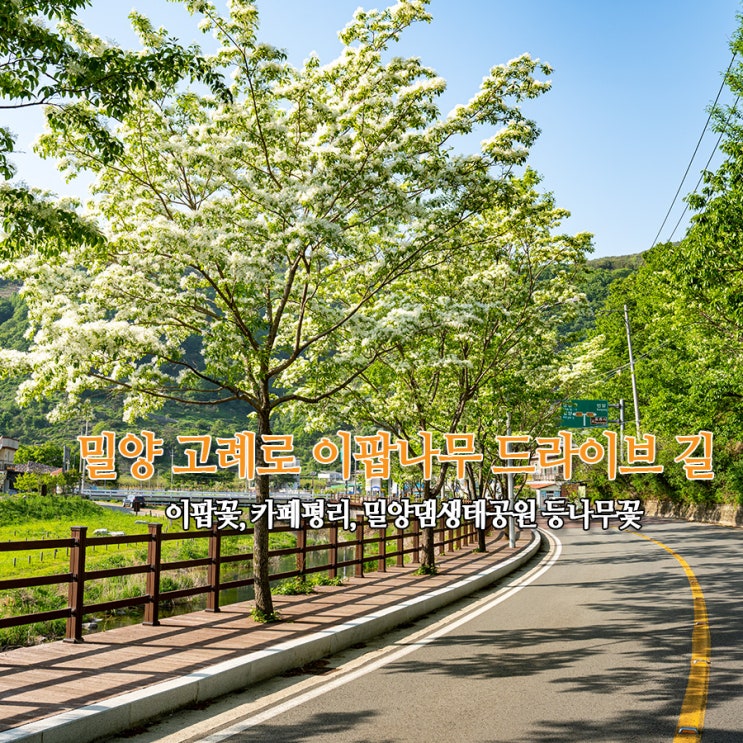  밀양 고례로 이팝나무 드라이브 길 이팝꽃, 카페평리, 밀양댐생태공원 등나무