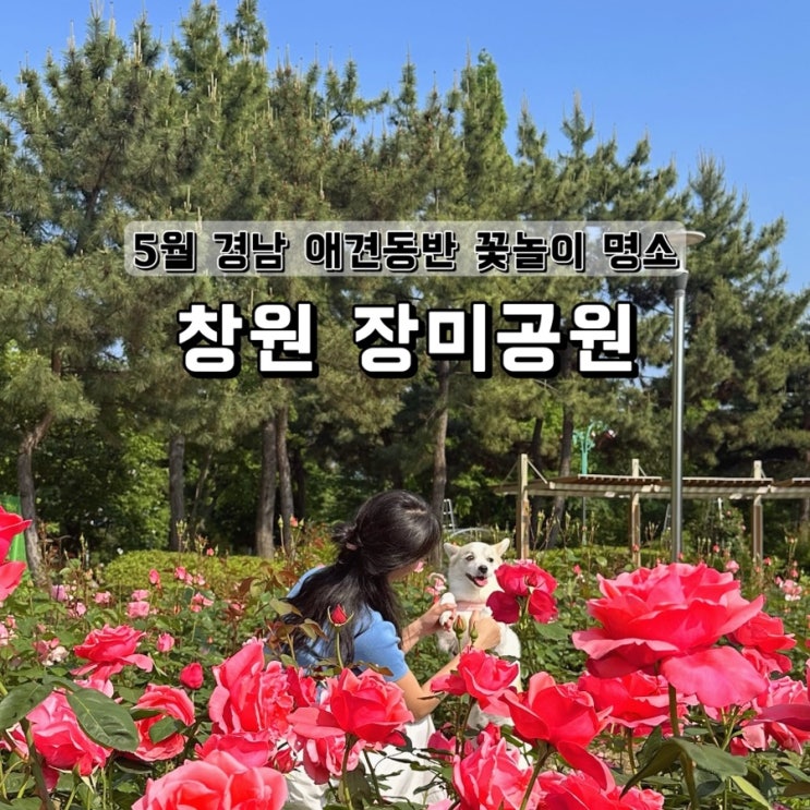  5월 경남 애견동반 가능한 꽃놀이명소 창원 장미공원 실시간