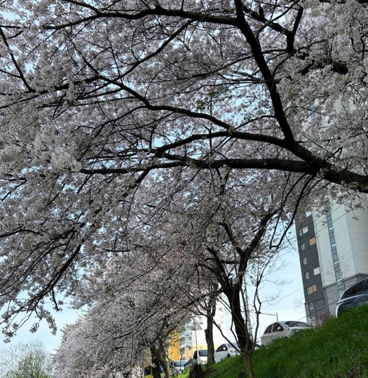  광주 동천동 광주천 피크닉 추천 ㅣ 다이소 돗자리