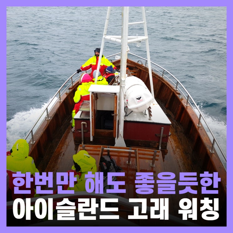  아이슬란드 여행 혹등고래 워칭 투어 솔직 후기