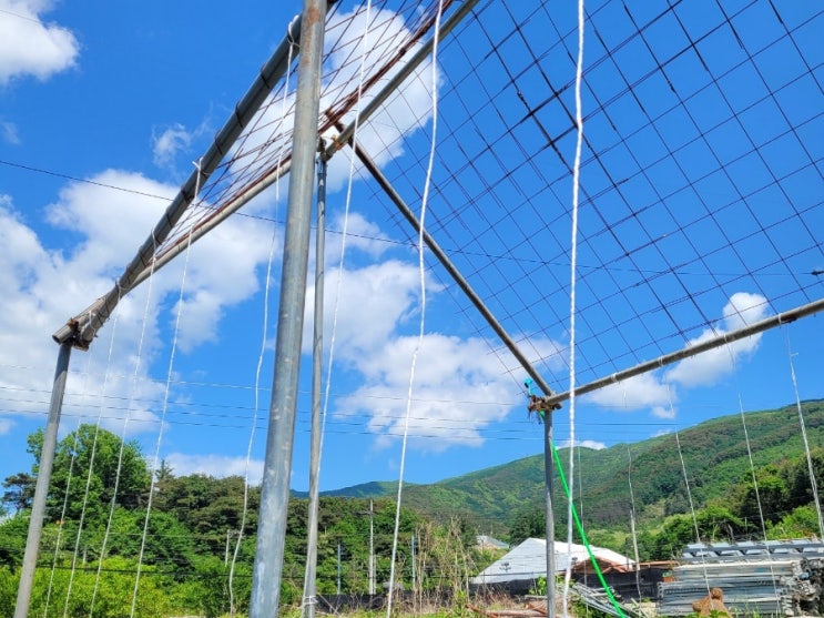  튼튼한 와이어메쉬 오이망 설치