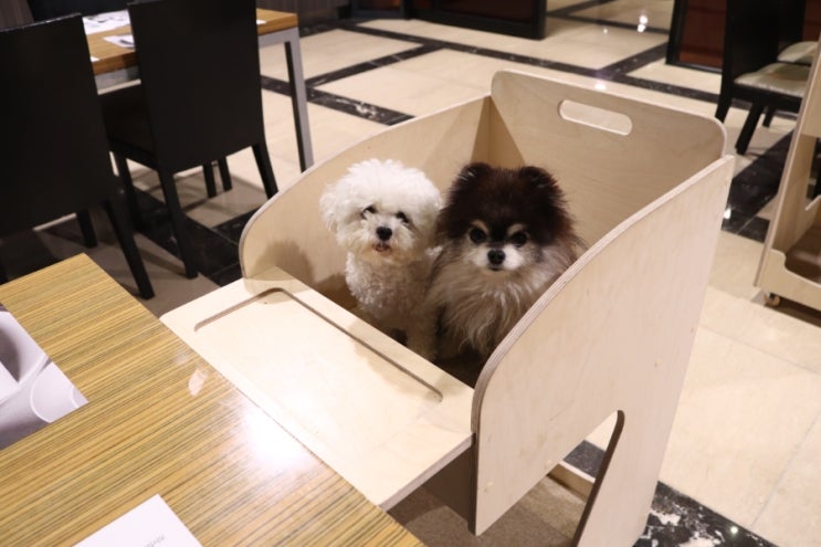  애견동반호텔 켄싱턴 리조트 충주 강아지여행 F.조식