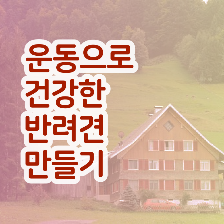  노후 자격증 추천 , 반려견운동지도사 온라인 수업만으로 관련학과 졸업장 없어도 단기간에 준비했던 전략