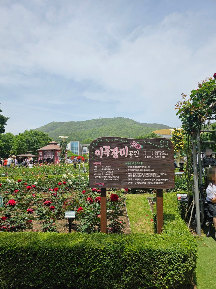  (대구 가볼 만한 곳) 5월에 필수로 가줘야 하는 곳 -이곡장미공원- 5.11-12 장미꽃 필 무렵 축제 후기
