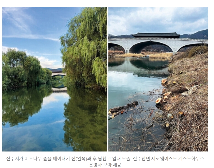  전주천변 버드나무 300그루를 베었다.