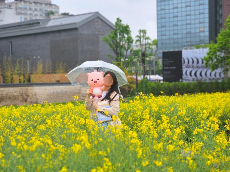  서울 유채꽃 명소 열린송현녹지광장 유채꽃밭 5월 꽃구경 종로 데이트 가볼만한곳 추천