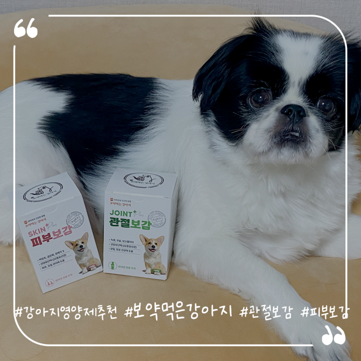  강아지영양제추천 보약먹는강아지 관절보감과 피부보감 솔직후기