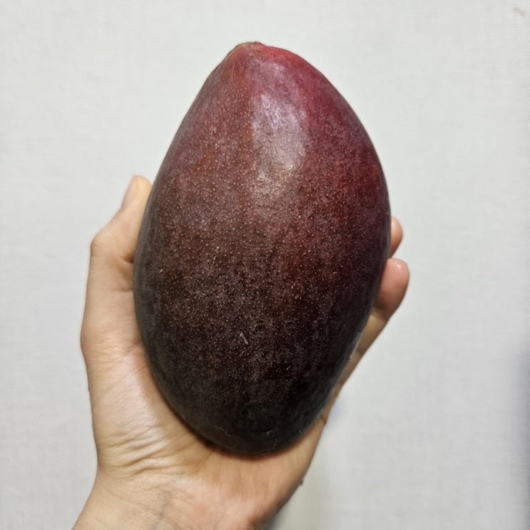  [망고 비교] 다 같은 '애플망고'가 아니다. 망고 품종은 몇 갤까?!