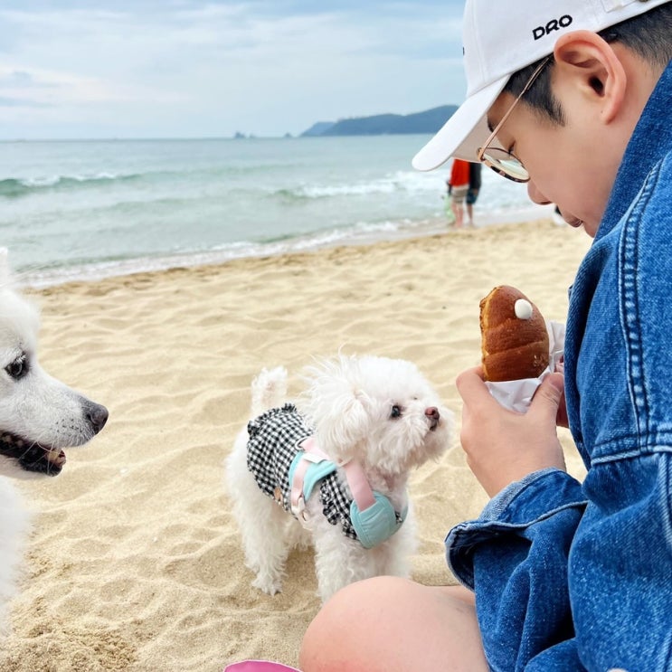 부산여행 크림가득 부드럽고 맛있는 해운대 노티드 크림 소금빵 부산여행 크림가득 부드럽고 맛있는 해운대 노티드 크림 소금빵