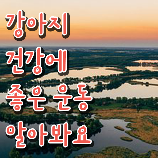  20대 자격증 추천 , 반려견운동지도사 온라인 교육원에서 끝낼수 있었던 전략