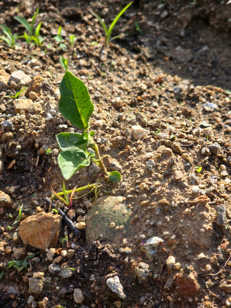 텃밭가꾸기 발효 계분 뿌리기 퇴비 비료 거름 주기 : 네이버 블로그, image size:800x1067