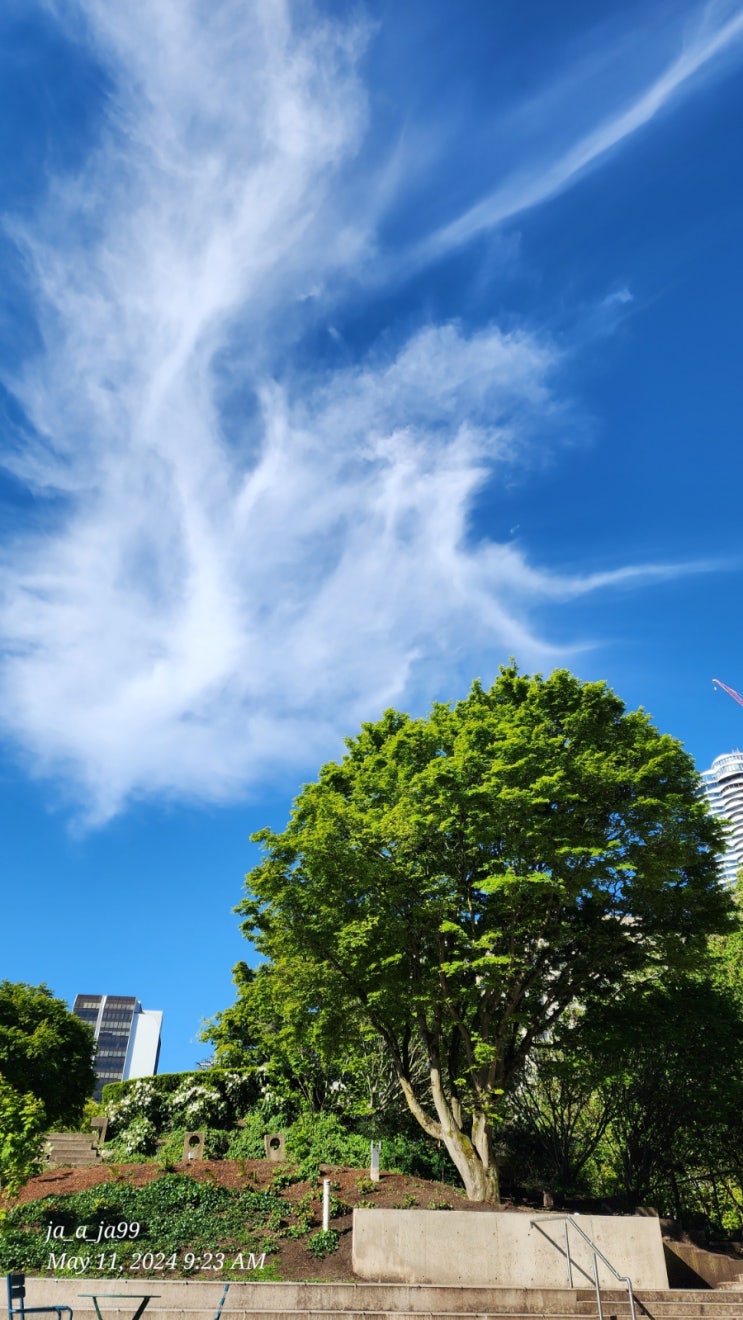 밴쿠버의 ESL학원 중 하나인 코너스톤 학교에 다녀오다. 밴쿠버의 ESL학원 중 하나인 코너스톤 학교에 다녀오다.