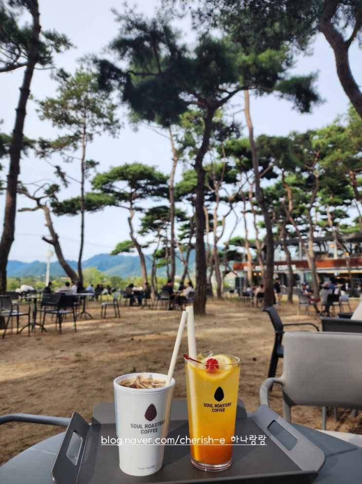  [강원 춘천] 소나무천국으로 이루어진 소울로스터리 카페