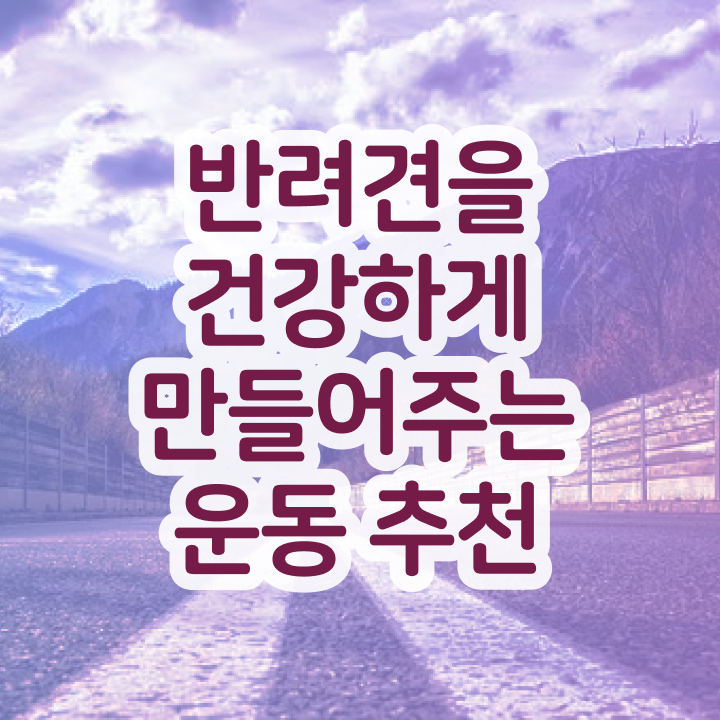  20대 자격증 추천 , 반려견운동지도사 관련학위 없어도 최단기간 끝내는 꿀팁 모음