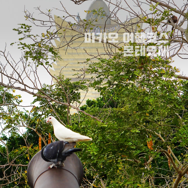  마카오 몬테요새 쉽게 올라가는 방법, 몬테요새 전경