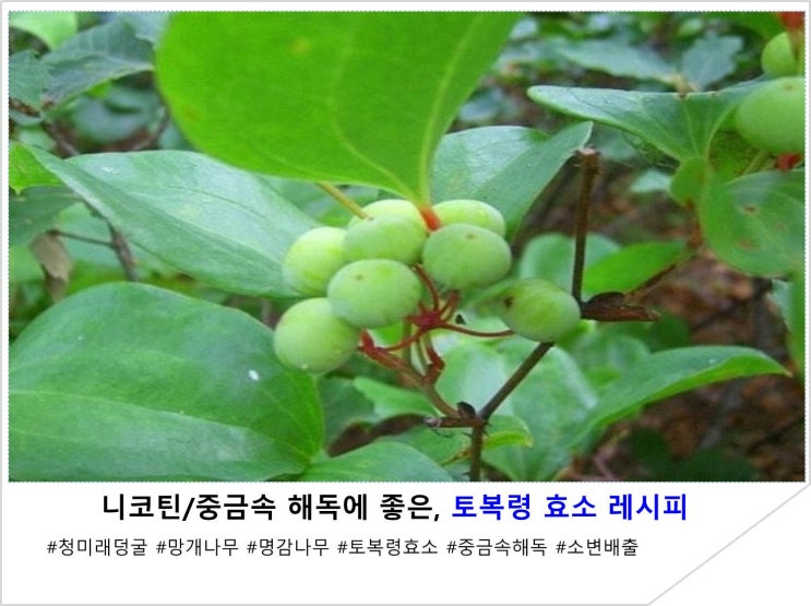  니코틴/중금속 해독에 좋은, 토복령 효소 레시피
