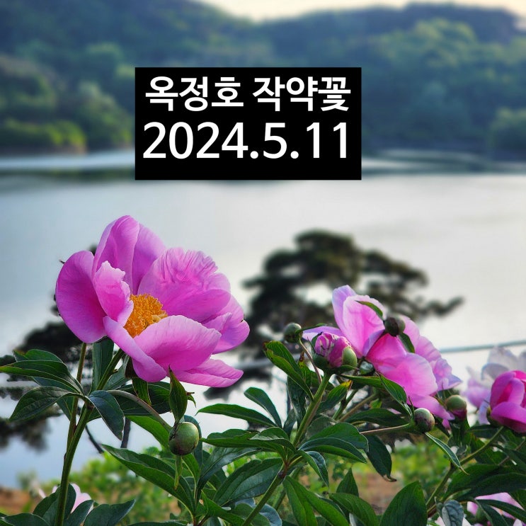  〔전북임실〕임실 옥정호 작약 만개하여 지고 있음-2024년 5월 11일-임실 운종리 작약밭